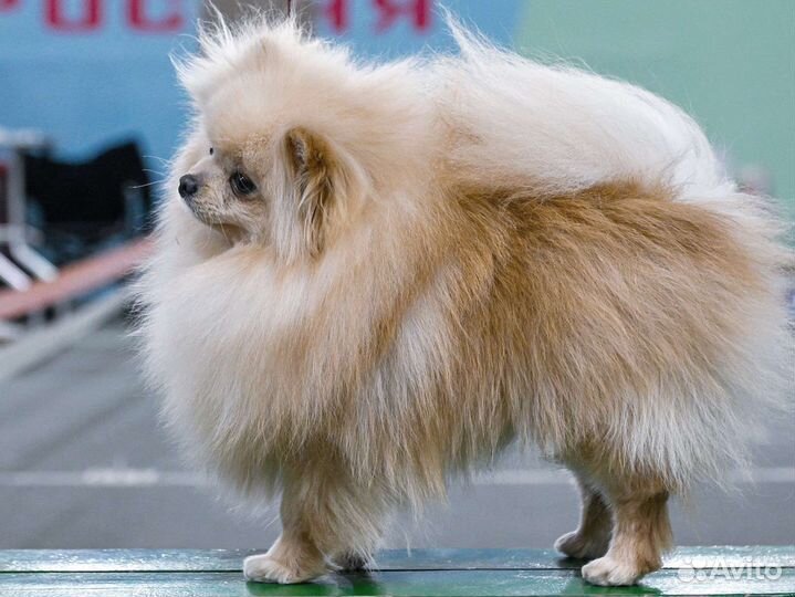 Померанский шпиц кобель