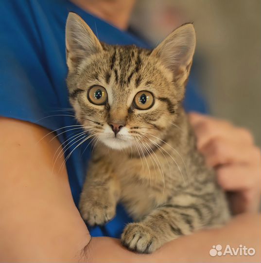 Котенок в добрые руки