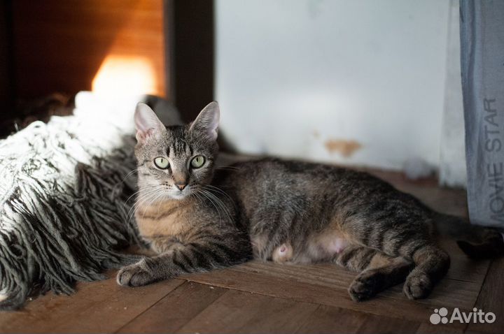 Кошечка Мишлен ищет дом