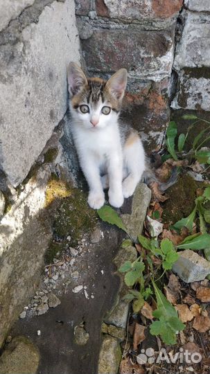 Кошка в дар бесплатно