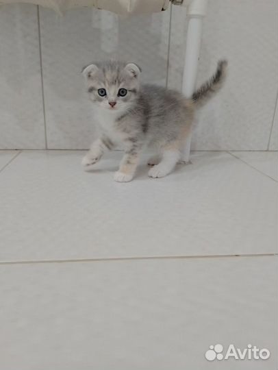 Котята в добрые руки даром девочки