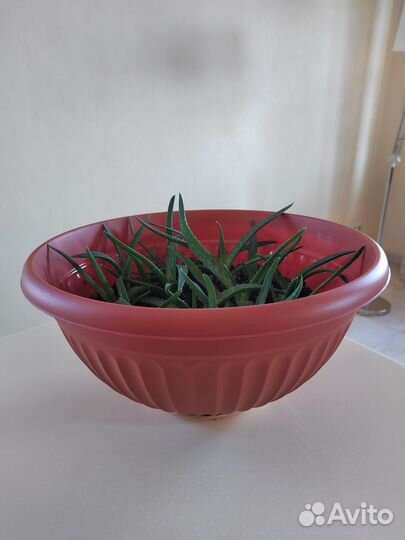 Алое вера (лечебный)