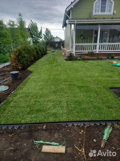 Рулонный газон с укладкой
