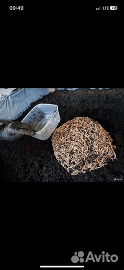 Червь дендробена