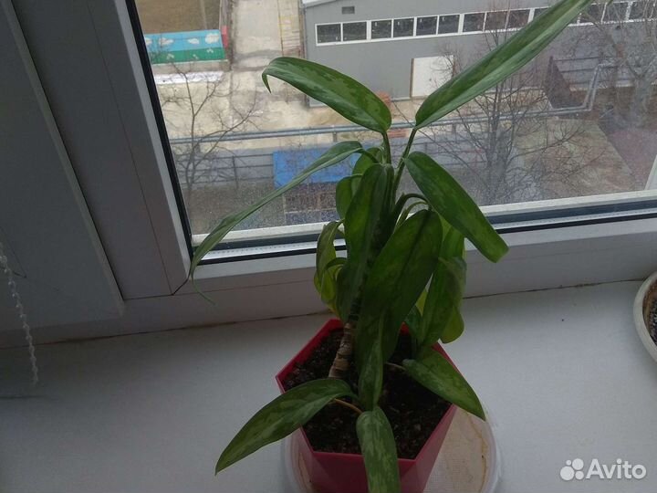 Диффенбахия