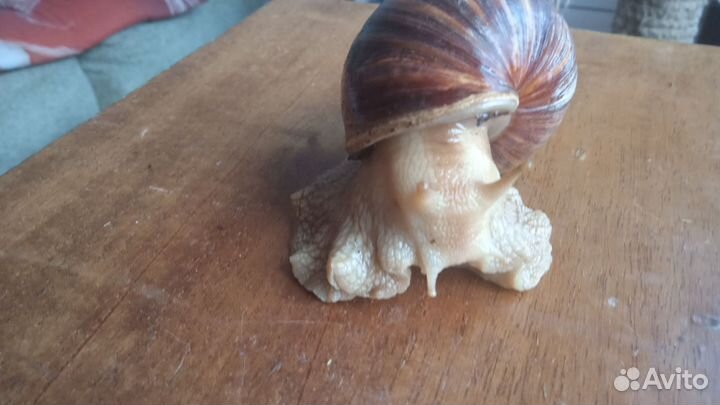 Улитки ахатины