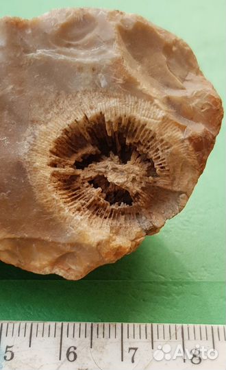 Окаменелость в камне