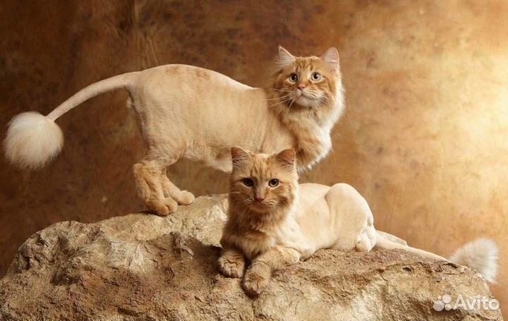 Стрижка кошек