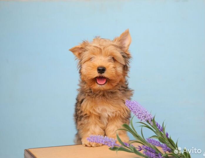 Цветной йоркширский терьер мерле щенки золотой