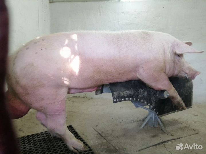 Спермодоза хряка-производителя