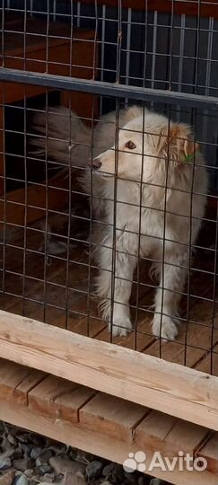 Возможно ваша собака попала в отлов