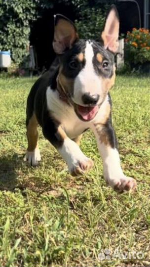 Миниатюрный бультерьер