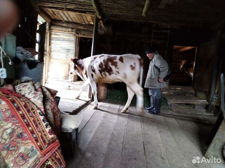 С/х животные