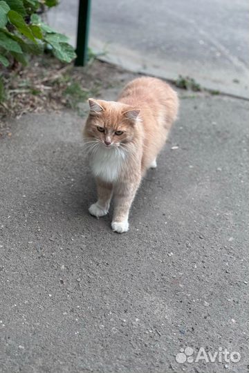 Кошечка в добрые руки