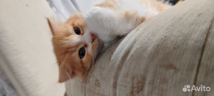 Шатланские вислоухие котята