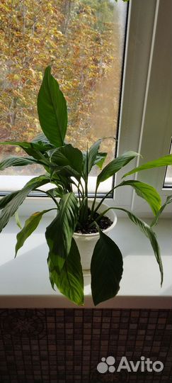 Спатифиллум