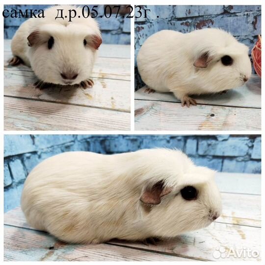 Морская свинка самка