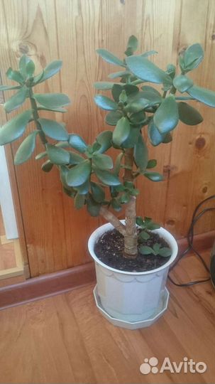 Толстянка большое денежное дерево