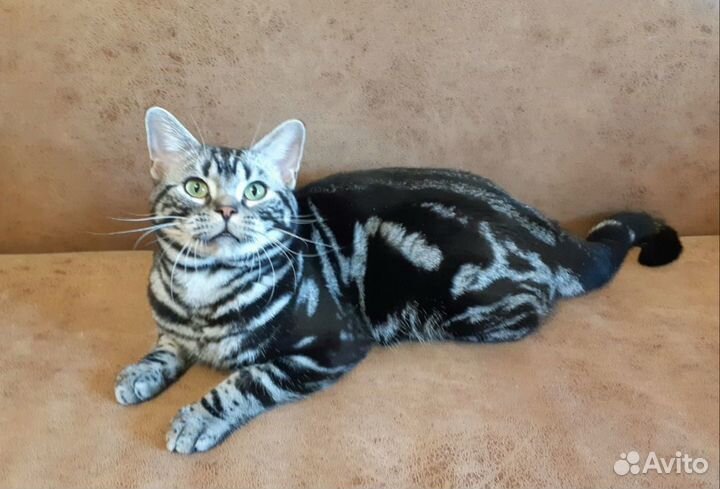 Американский короткошерстный мальчик