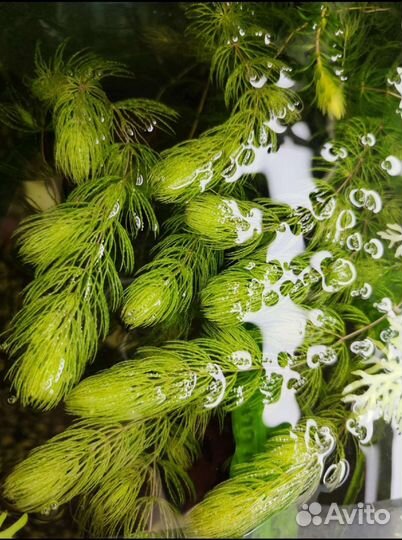 Рыба, растения, корма, улитки в Весёлом