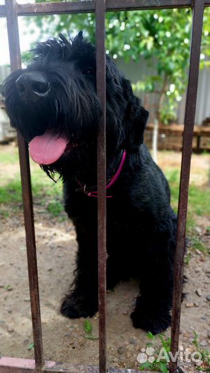 Ризеншнауцер вязка