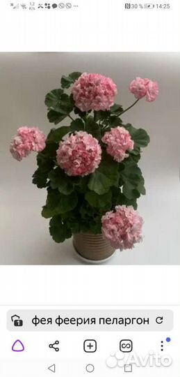 Герань пеларгония