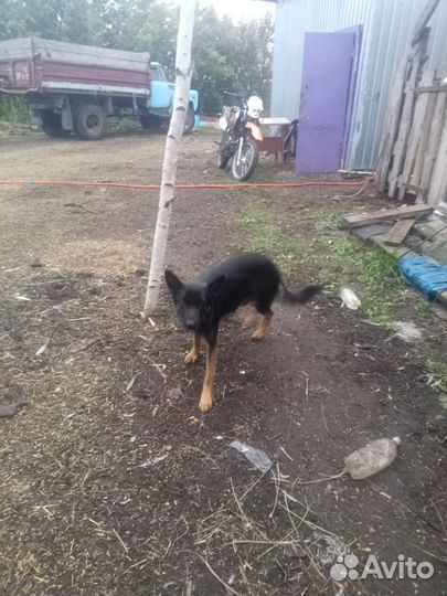 Продажа щенков немецкой овчарки