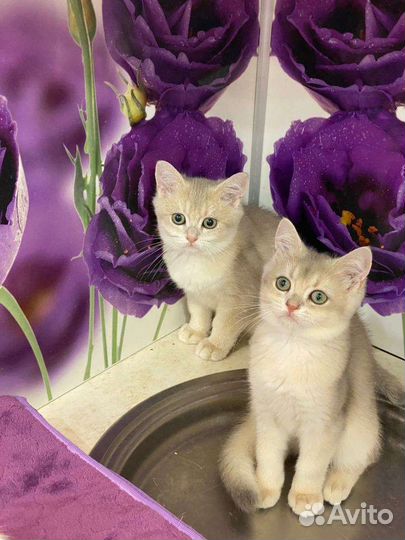 Голубые золотые