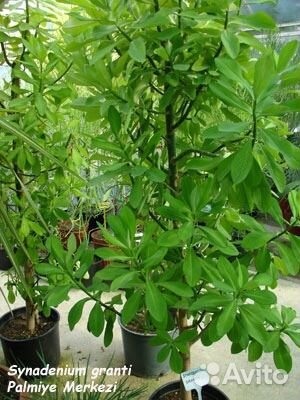 Синадениум