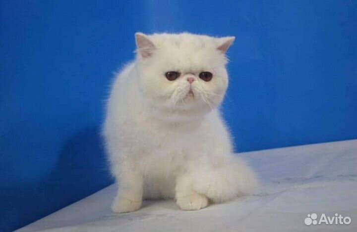Экзотическая короткошерстная кошка