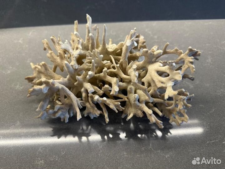 Морские кораллы