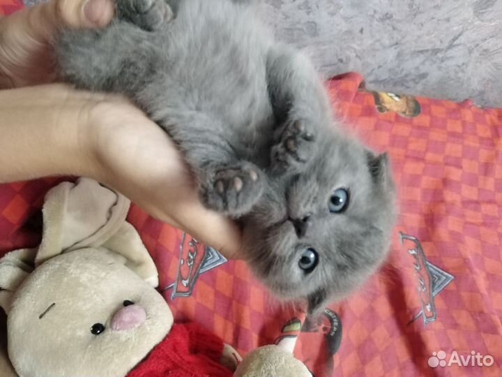Шотландская