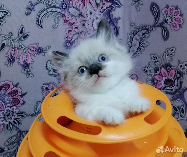 Крошечеки кошечки Рэгдолл