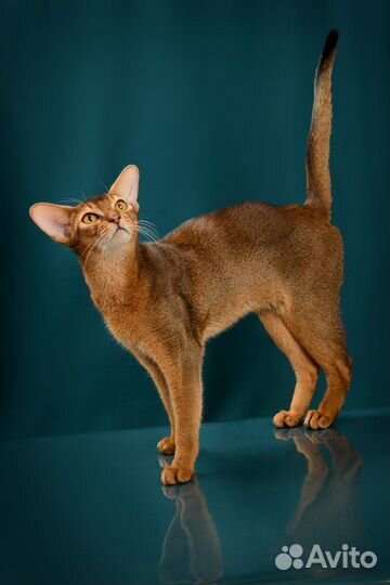 Высокопородные абиссинские котята
