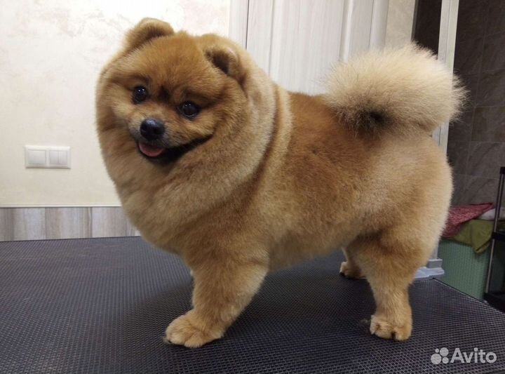 Стрижка собак и кошек