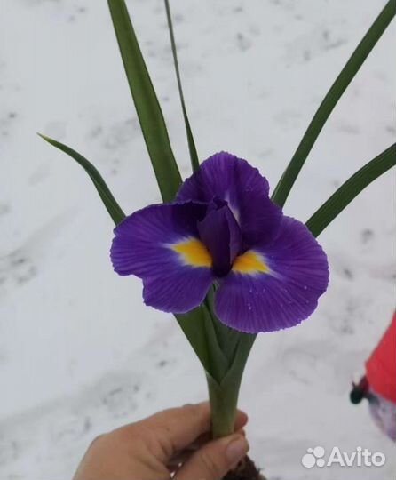 Луковицы ирис голландский, лук декоративный