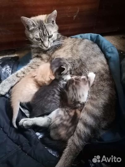 Котята в добрые руки