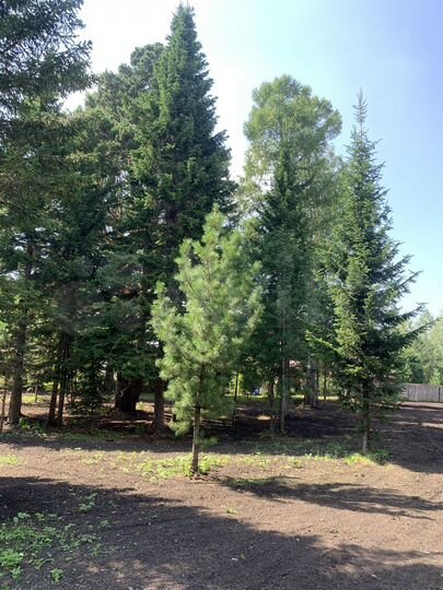 Участок 10 сот. (СНТ, ДНП)