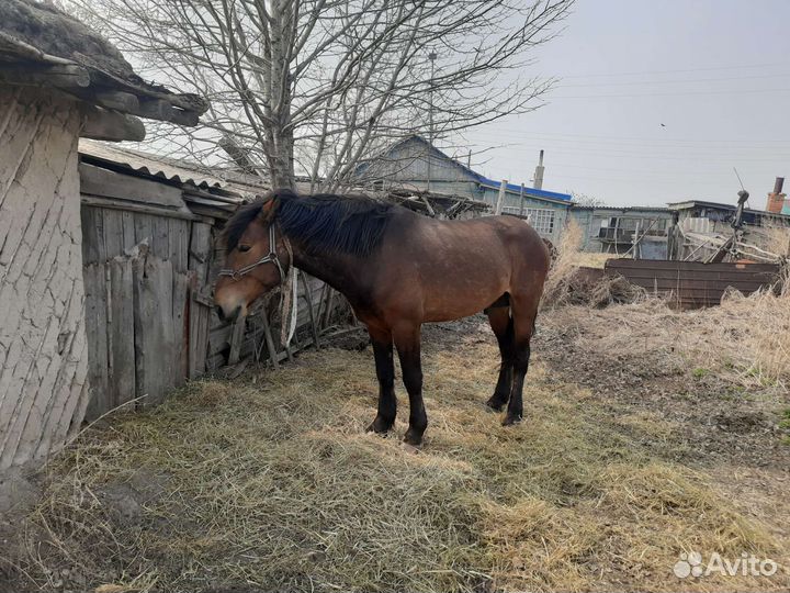 Продажа лошадей