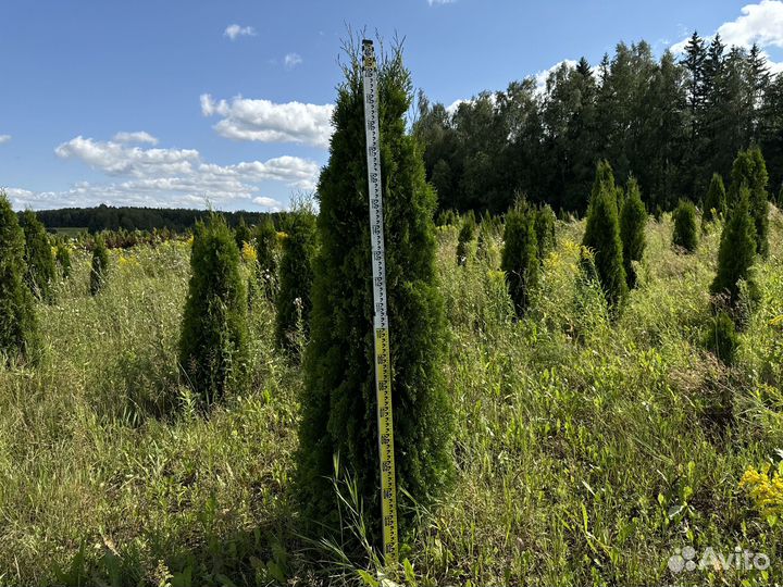 Туи смарагд брабант