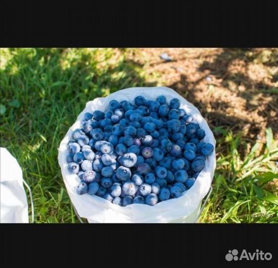 Голубика лесная