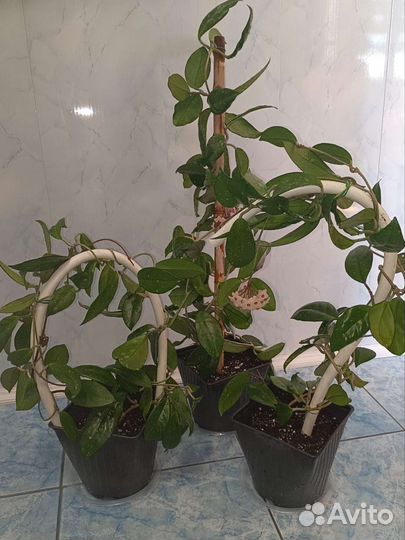 Комнатные цветы