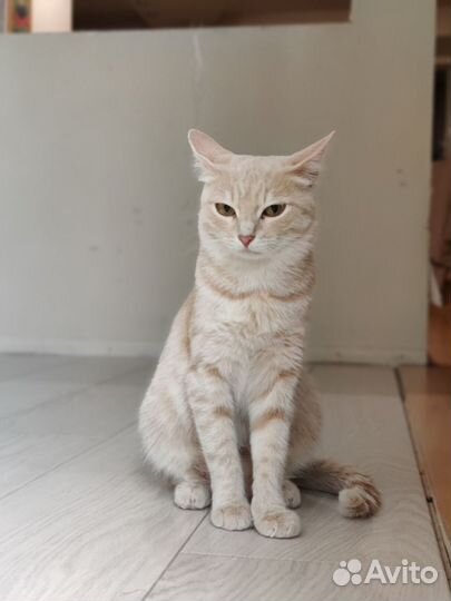 Котёнок