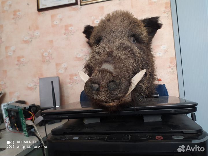 Чучело кабана (Голова)