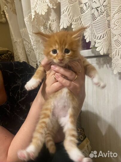 Котята мейн-кун