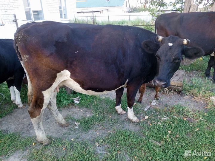 Корова молочная