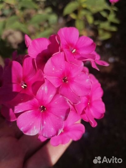 Флоксы, хризантем, монарда двух сортов