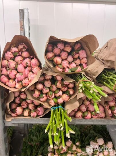 Пионы.пион.розы.букет.кустовая роза