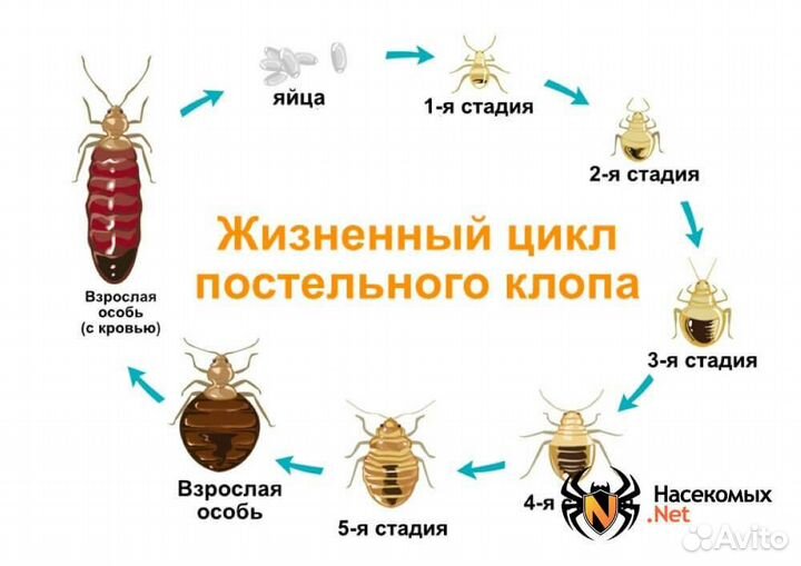 Обработка от клопов, тараканов,блох,грызунов