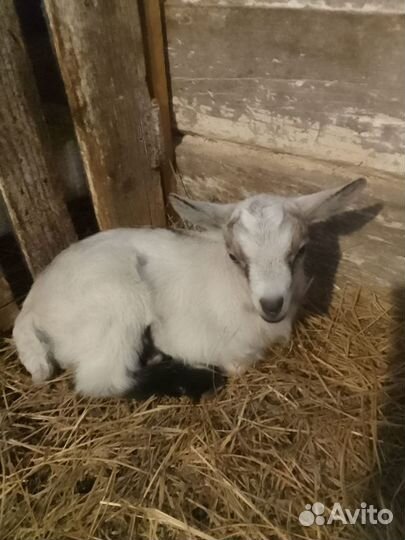 Козлята альпийские продаем или меняем на птицу